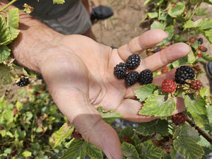 moras en manos de agricultor