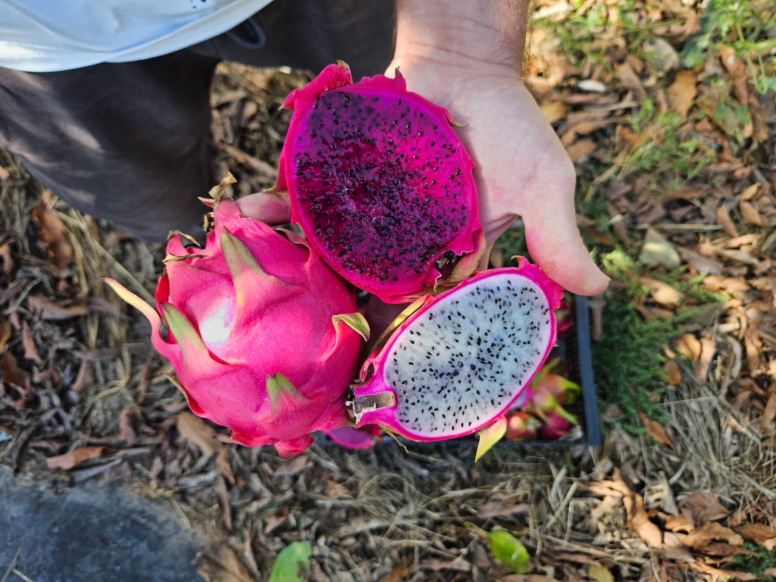 Fruta del dragón de Eric (foto 3) · Campos del Abuelo
