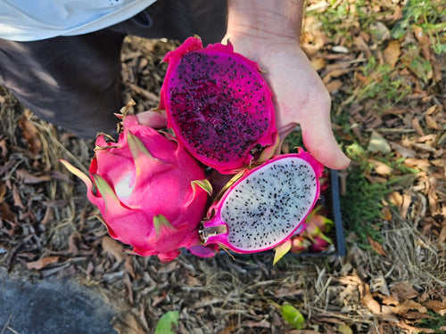 Fruta del dragón de Eric (foto 3) · Campos del Abuelo