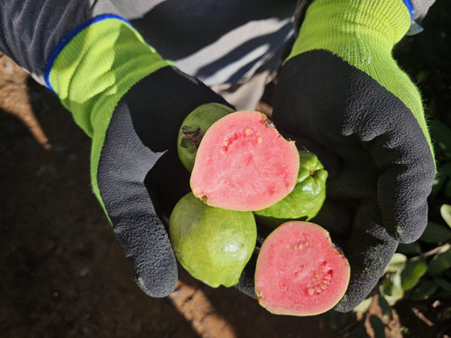 Guayaba de Pepe, Málaga · Campos del Abuelo