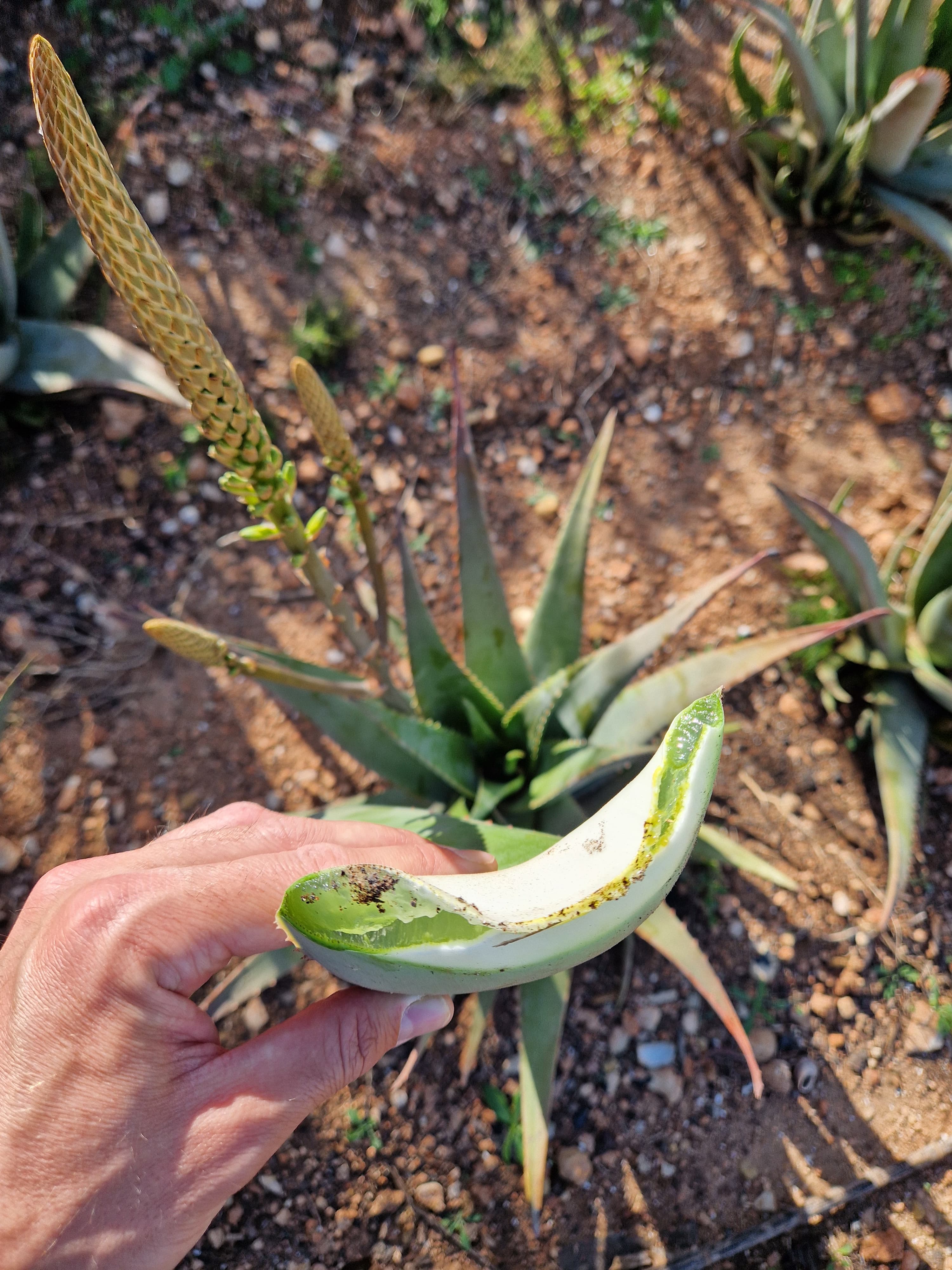 Hoja de aloe vera de Atilano (foto 3) · Campos del Abuelo