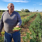 habas tiernas campos del abuelo agricultor