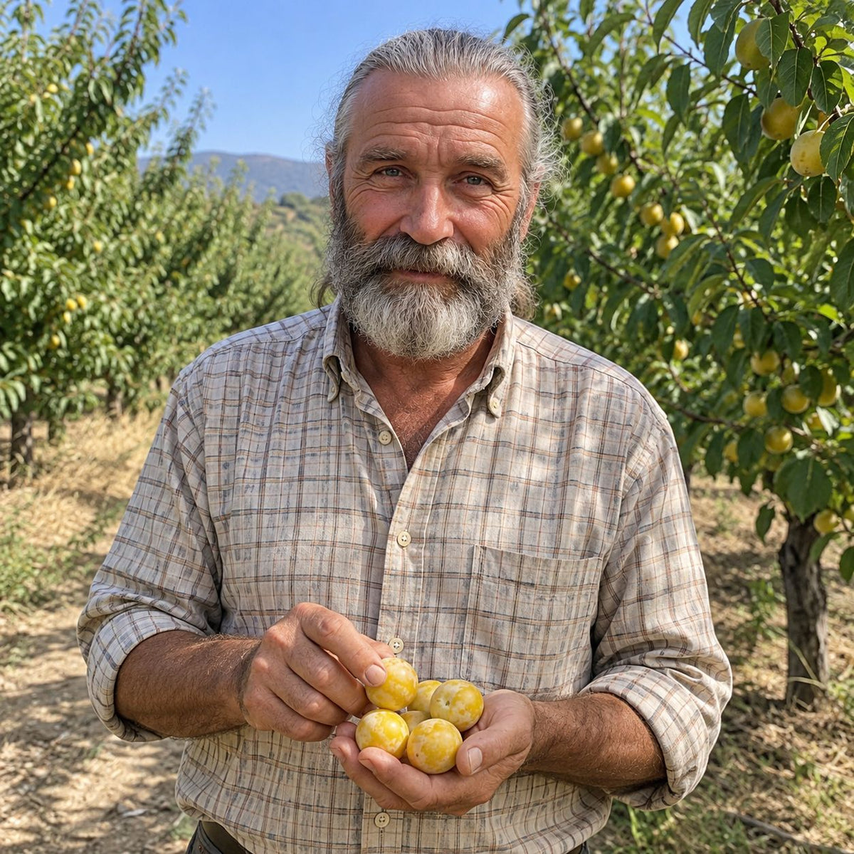 Ciruelas amarillas de Vicente (foto 2) · Campos del Abuelo