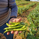 habas tiernas campos del abuelo agricultura