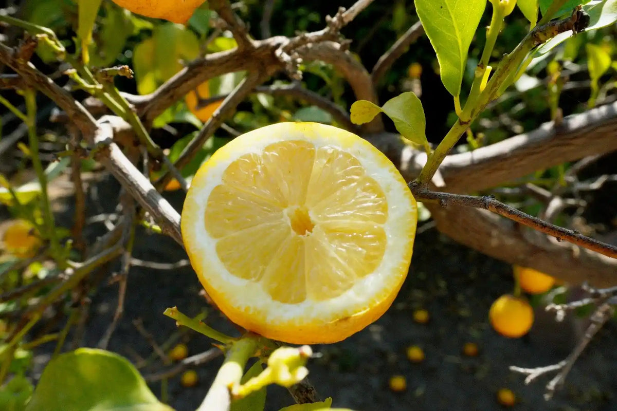 Limones Primofiori | Campos Del Abuelo