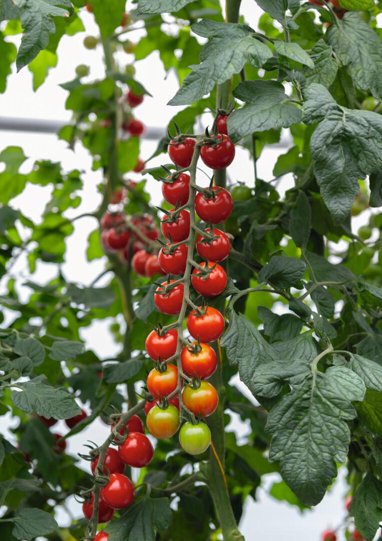 Tomate cherry de Eduardo Cifre (foto 3) · Campos del Abuelo